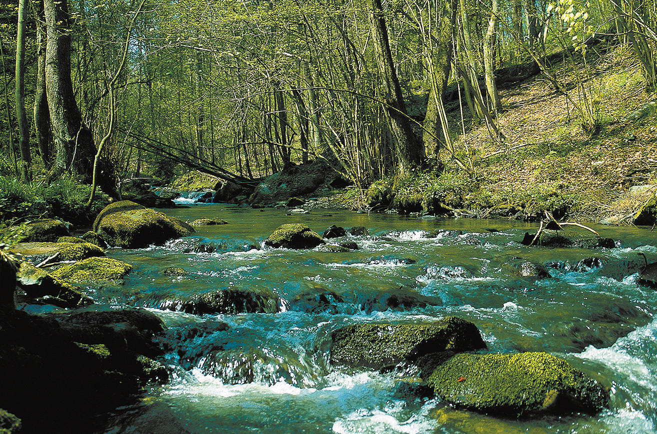 Informationsnetzwerk Natürliche und naturnahe Gewässerlebensräume