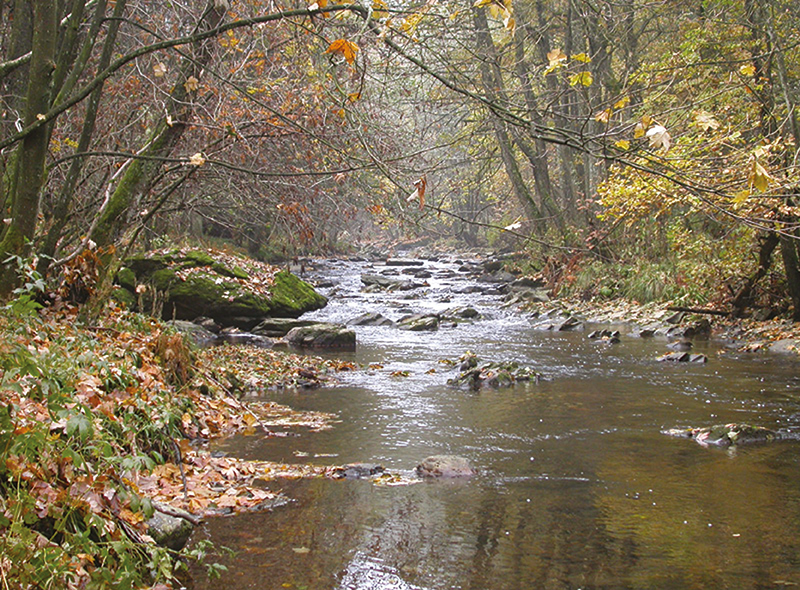 Lebendige Bäche in der Eifel